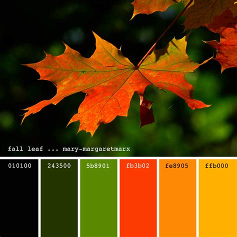 Fall Leaf Color Chart