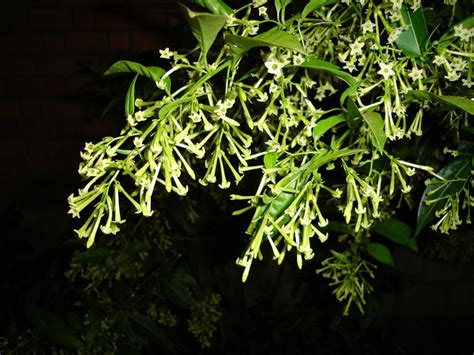 La planta Galán de noche perfecta para cultivar en jardines o macetas