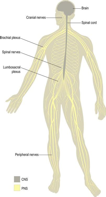 Overview Of The Nervous System Clinical Gate