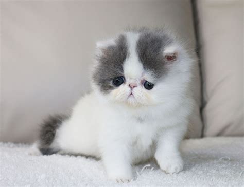 Persian Cat Breeders Georgia - Dogs And Cats Wallpaper