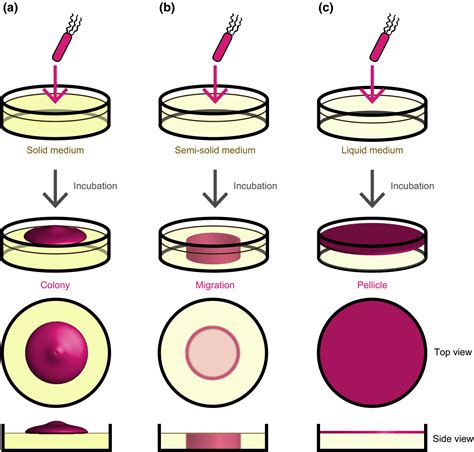 Bacillus Subtilis Morphology