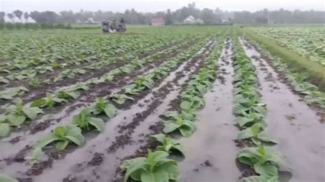 Hektar Tembakau Terendam Banjir Petani Jember Rugi