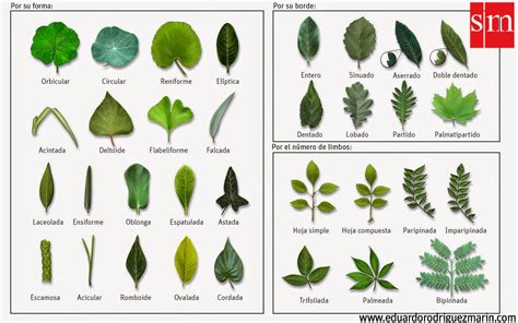 Tipos De Hojas Diferentes Tipos De Hojas Tipos De Plantas Hojas De