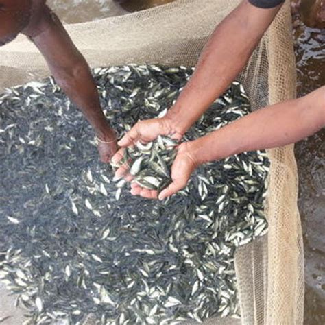 Catla Fish Seeds Manufacturer in North 24 Parganas West Bengal India by ...