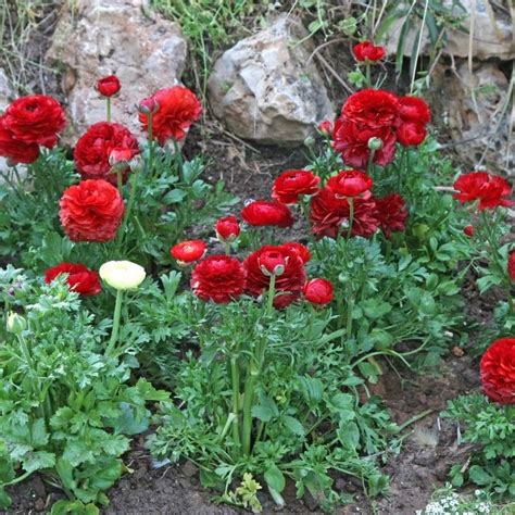 Get Ranunculus Red Summer Flowering Bulb In Mi At English Gardens Nurseries Serving Clinton