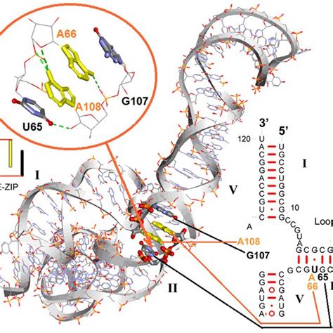 Crystal Structure Of E Coli 5s Rrna Pdb Id 5mdv And Secondary