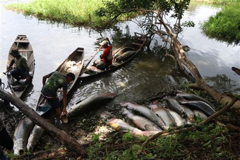 Entenda como o pescador faz contagem de pirarucus em lagos da Amazônia