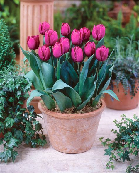 Tulip Purple Prince Plant Buy Tulip Plants Online In Pakistan Baghpk