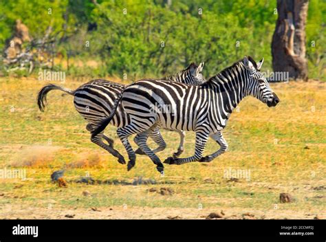 Two Common Zebra running across the African Plains - motion blur is ...