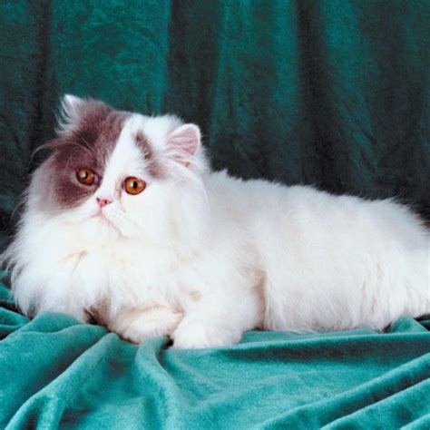 Your Guide to Persian Cat Colors | Persian Cat Corner