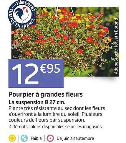 Promo Pourpier à Grandes Fleurs chez Jardiland iCatalogue fr