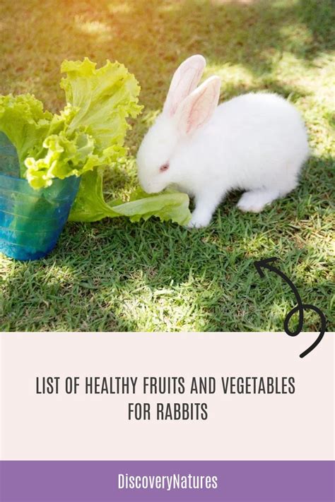 List Of Healthy Fruits And Vegetables For Rabbits Healthy Fruits And