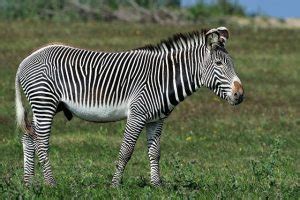 Grevy's Zebra Facts, Habitat, Diet, Life Cycle, Pictures