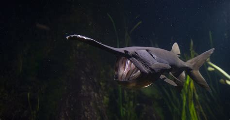 Paddlefish · Tennessee Aquarium