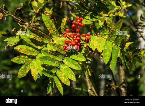 Rowan Berries On A Mountain Ash Sorbus Aucuparia In The Wild Stock