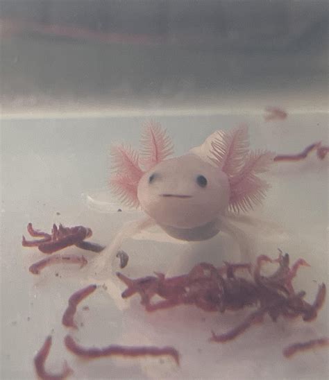 Axolotl mating : r/axolotl