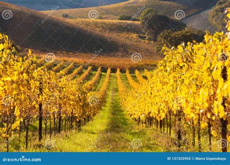 Colourful Vineyard On Hills In Fall Stock Image Image Of Orange