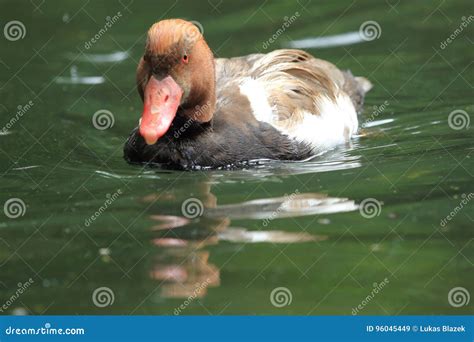 Red Crested Pochard A Colorful Bird Floating In Blue Water With Flock