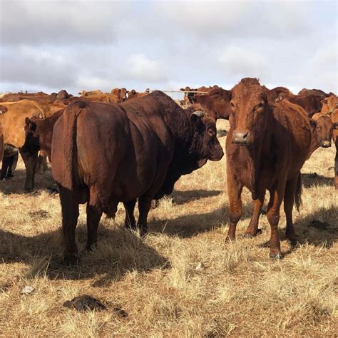 Bonsmara Cattle – Ntiwane Livestock Farm