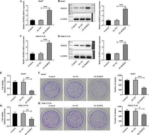 Barx Inhibits Cell Proliferation In Hcc Cells Huh Cells Were