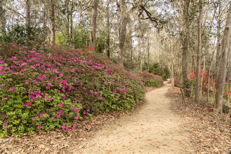 Historic Middleton Plantation and Gardens in Charleston, South Carolina ...