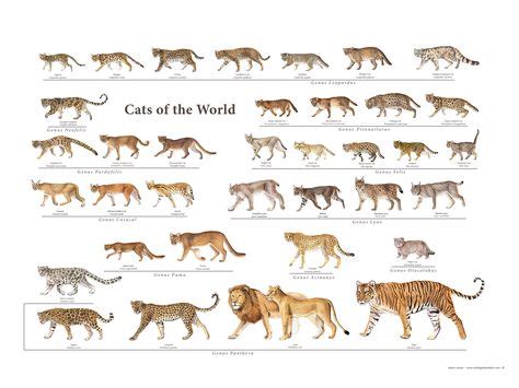 14 Best Big cat species ideas | wild cats, animals wild, cat species