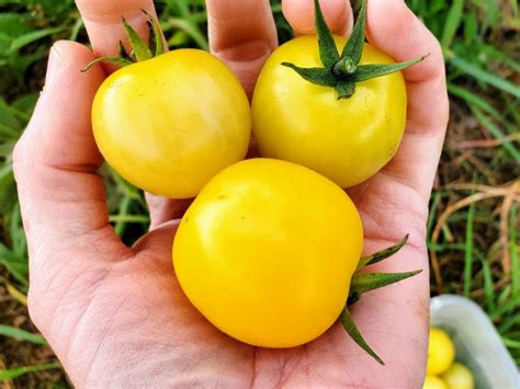 Tomato Dr Carolyn Seeds Certified Organic Garden Hoard