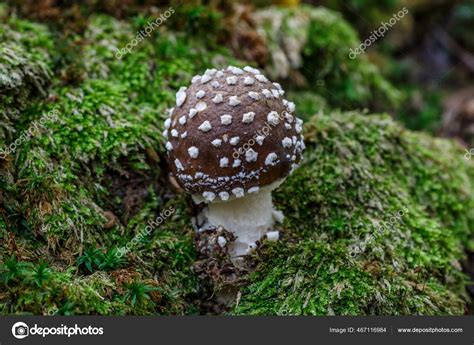 Death Angel Deadly Poisonous Mushroom Scientific Name Amanita ...