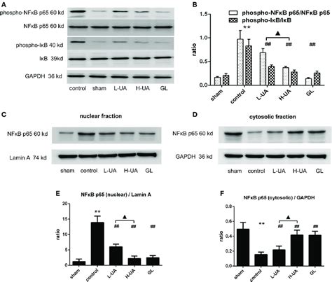 Effect Of Ursolic Acid Ua On The Nfκb Signaling Pathway Values