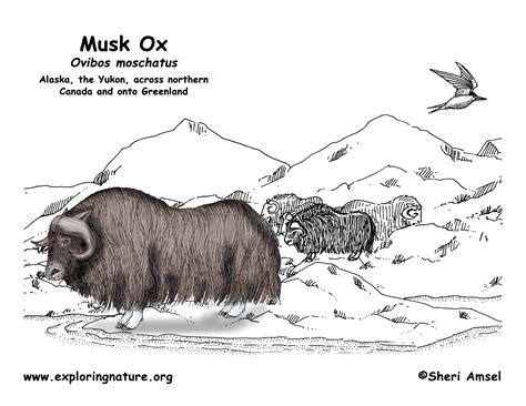 Musk Ox