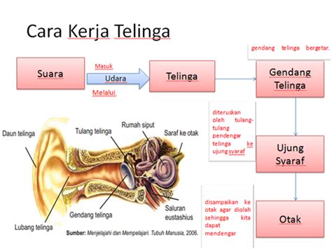 Interaksi Manusia Dan Komputer Dalam Indra Pendengaran SITI MAULIDAH