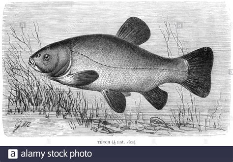 Tench Tinca Tinca Drawing Hi Res Stock Photography And Images Alamy