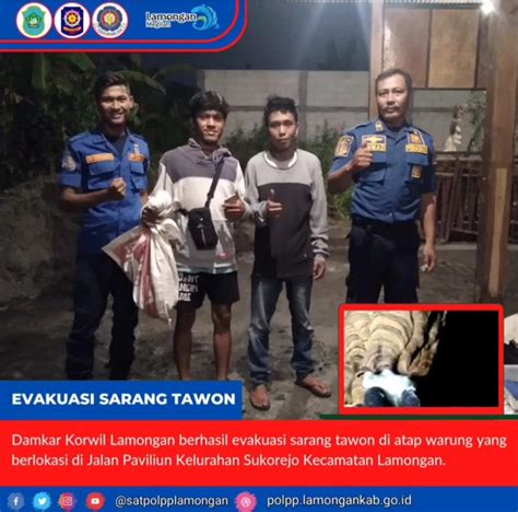 EVAKUASI SARANG TAWON DI ATAP WARUNG Satuan Polisi Pamong Praja