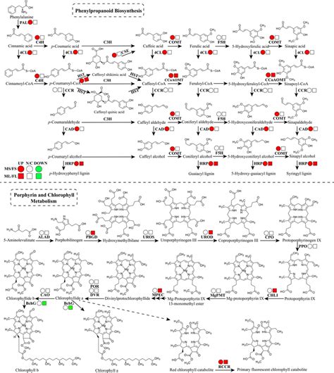 Abundance Changes In Proteins Related To Phenylpropanoid Biosynthesis