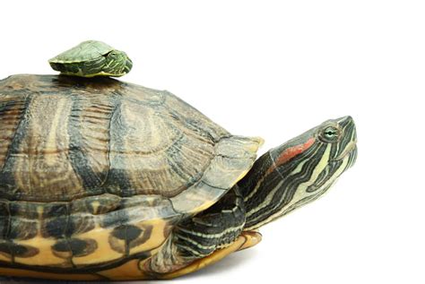 Why is My Baby Turtle Not Eating? [5 Possible Reasons] – The Turtle Hub