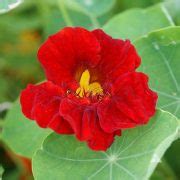 Nasturtium Empress Of India Tropaeolum Majus Nanum Applewood Seed Co