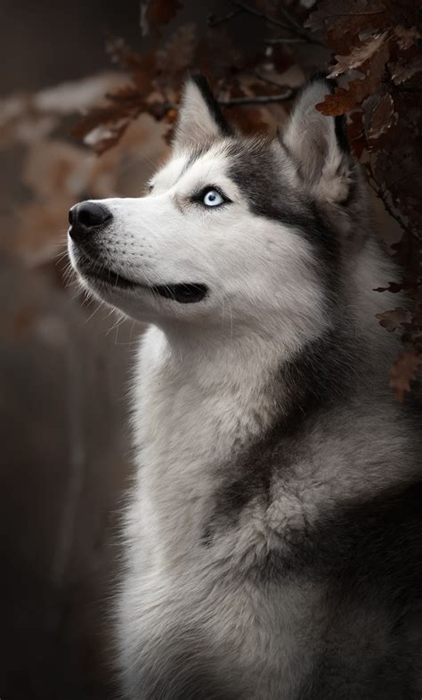 Husky Dog Wallpaper 4k Petswall