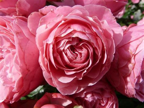 Floribunda - sadzenie i pielęgnacja róż rabatowych