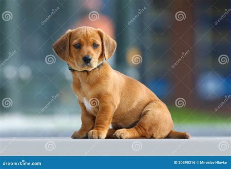 Lovely puppy stock photo. Image of predator, pooch, amiable - 20390316