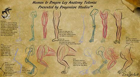 human  dragon leg anatomy tutorial  dragonlorestudios  deviantart