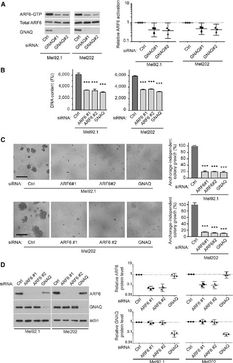 Figure 1 From ARF6 Is An Actionable Node That Orchestrates Oncogenic