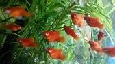 ШУНГИТ В АКВАРИУМЕ. THE MIRACULOUS STONE IN THE AQUARIUM - YouTube