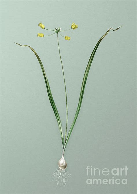 Vintage Allium Scorzonera Folium Botanical Art On Mint Green N 0366