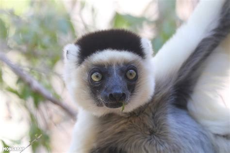 Sifaka Lemur From Madagascar