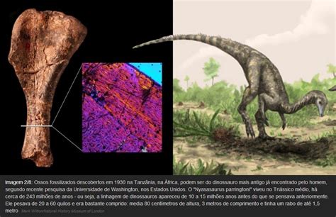 Reptossaurus Fósseis revelam como eram os animais pré históricos