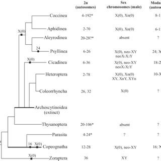 The Mapping Of Diploid Autosome Numbers Male Sex Chromosome Systems