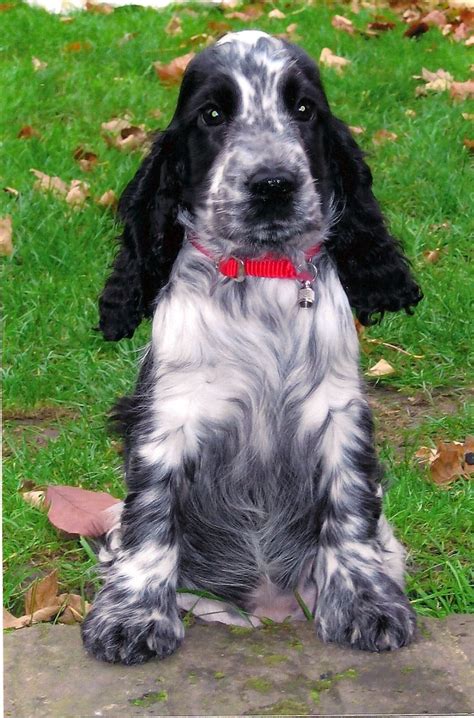 212 best Roan Springer Spaniels and Roan Cockers images on Pinterest ...