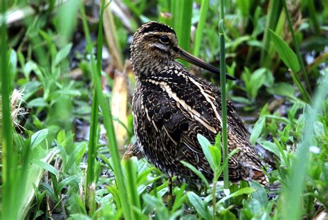 Snipe Pennington Flash Ramsdale Keeping Well Hidden Colin