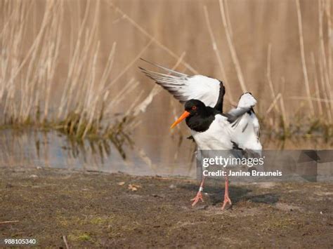 jack flash   premium high res pictures getty images