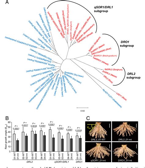 Figure 2 From Root Angle Modifications By The Dro1 Homolog Improve Rice